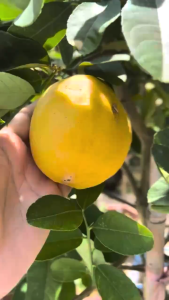 TKL - Big Size Lemon Var (140-150cm) 大型花叶柠檬树 🍋