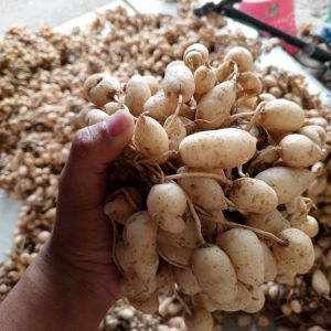 Kunyit Putih Segar Langsung Petani Harga Termurah