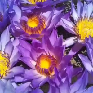 【China Tea】蓝莲花干花 睡莲花茶50g/100g Blue Lotus Dried Flower Water Lily Tea 50g/100g