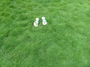 Rumput Jepang 1 Meter Persegi