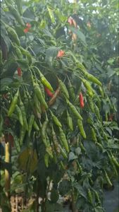 Bibit Cabe Rawit Sudah Berbuah Super