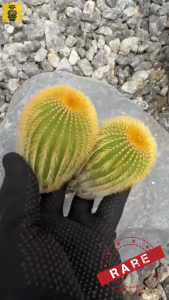 Rare Uebelmannia Pectinifera Var. Eriocactoides / Rare Cactus / Kaktus / Cactus