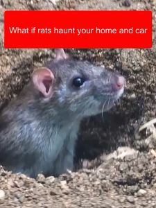 Pest Control Solids Rat Repellent Car And Household Anti-Mouse Smell And Extermination Repellent On-Toxic Mouse