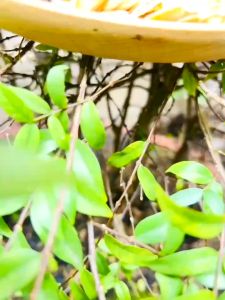 Trà Ích Khí Bổ Thận - Thảo Mộc Sài Thành - Giúp Bổ Thận Tráng Dương Cho Nam Và Nữ 100% Tự Nhiên