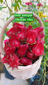 INFARM - Benih Bibit Bunga Import Lavender Sunflower Rosella Telang Benih Tanaman Hidup