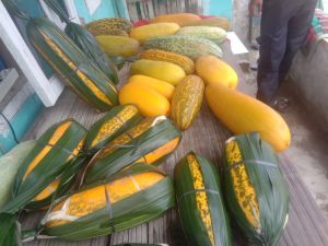 bibit timun suri belang kuning/abri giant 100 biji