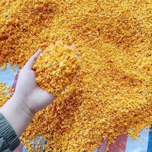Quế Hoa (Mộc Hoa) Sấy Khô Thượng Hạng 100g Dưỡng Nhan - Thảo Mộc Gama