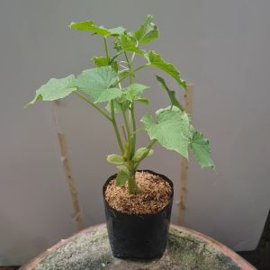 ต้นแตงกวา ส่งพร้อมถุงดำ 5.5นิ้ว แตงกวา