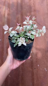 Cây Thằn Lằn Cẩm Thạch - Màu sắc đặc biệt - Dây bám tường decor siêu đẹp!