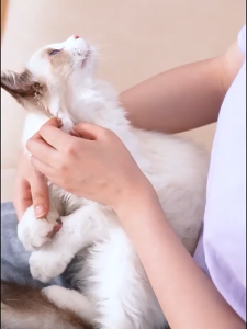 Cat Dog Drying Box Pet Drying Box Folding Breathable Pet Atomizing Box Cat Atomizer Box Cat Nose Branch Atomizer 宠物烘干箱