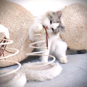 Pet Wonderland Cat Toy Plush Mouse Toy With Spiral Spring Plate Funny Stainless Steel Spring Rotating Pet Interactive Toy Funny Toy