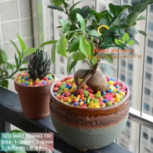 Túi 250g - Sỏi màu trang trí tiểu cảnh rải mặt chậu cố định cây lót đáy hồ cá hàng chất lượng không màu có 4 size chọn