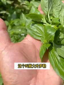 2000seeds/pack High Yield Sweet Basil Seeds for Planting Vegetable Plants Genovese Basil Seeds -A674