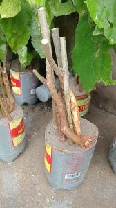 combo 5 cây cơm cháy giống