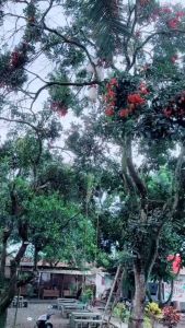 Bibit Rambutan Rapiah Termurah