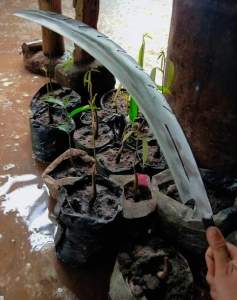 66arit lengkung modif/mitif uk60cm