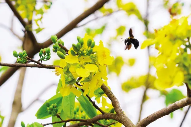 com%20bo%204%20c%C3%A2y%20gi%E1%BB%91ng%20mai%20v%C3%A0ng%20y%C3%AAn%20t%E1%BB%AD%20%205%20-%20Image%203