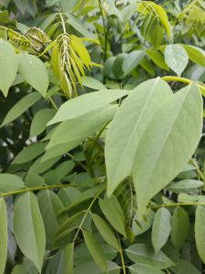 jual daun galama segar 500 gran