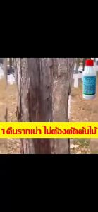 1 หยดรากเน่า 200ml ยาฆ่าตอต้นไม้ ยาฆ่าต้นไม้ใหญ่ ยาฆ่าไม้ไผ่ ยากำจัดต้นไม้ใหญ่ สารกำจัดกอไผ่ ถูกเตรียมด้วยยาที่เป็นธรรมชาติ สามารถมองข้ามถุงเลือดและควบคุมความเสี่ยงต่อดินได้ สำหรับการกำจัดวัชพืช ต้นไม้ และไผ่ทุกชนิด พร้อมสำหรับการใ