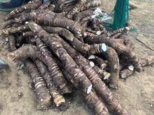 10kg bạc hà núi trị ung thư