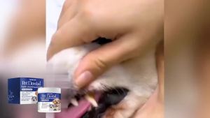 Pet Teeth Cleaning Powder for Dog and Cat Teeth Cleansing Remove Tartar Odor Reduce Bad Breath Keep Fresh Pet Dental Care 40g