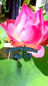 ปุ๋ยบัว Golden Flowers มี 2 สูตร