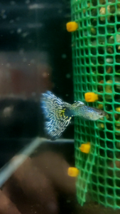 🐟Ajelis Guppy🐟 Snakeskin Mosaic Guppy 蛇纹马赛克孔雀鱼 - Aquarium Ornamental Fish Tuxedo Guppy Ikan Hiasan 孔雀鱼 大尾巴 三角尾 马赛克