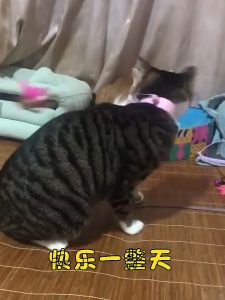 ปลอกคอล่อแมว ของเเมว ไม้ตบแมว/ไม้ตกแมว ปลอกคอเเมว/ของแมว ของใช้แมว ซิลิโคนนิ่ม สวมใส่สบาย ให้มาที่ต้องการสุดข้าง 25 วันนั้น