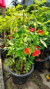 ทองอุไรส้ม กระถาง 11 นิ้ว ออกดอกทั้งปี ต้นสวยและแข็งแรง (กทม)