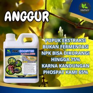 Pupuk pelebat buah anggur: Pupuk untuk tanaman anggur dari INTERFARM