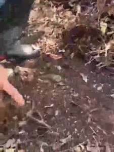 บำรุงดินแห้ง เสีย ต้นไม่สมบูรณ์กับจะเด็ด สูตร ระเบิดดิน เร่งราก อาหารพืชทางใบเพื่อบำรุงดินเสีย ดินไม่กินปุ๋ย 1 ขวด 1000 ซีซี