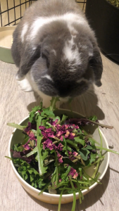 Mega Calming Forage Mix | No Furries Delights | Perfect Hay/Green Topper & Treats for Small Pet Animals & Birds