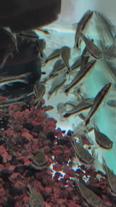 Otocinclus catfish Oto fish algae eater dwarf sucker fish aquascape cleaner fish aquarium fish soft algae eater peaceful nano tank fish | TAG Ecohill