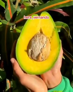 Bibit Alpukat Hawai Pluwang Jumbo Super