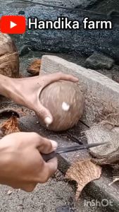 Alat Buka Batok Kelapa & Pengupas Kulit Ari Kelapa