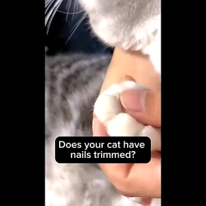 Cat Nail Clipper Dog Nail Trimmers Pet Claw Scissors for Cats Dogs Rabbits & Small Animals宠物指甲刀