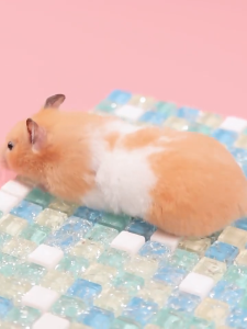แผ่นเย็นหนูแฮมสเตอร์ แผ่นทําความเย็นคริสตัล แผ่นเย็นคลายร้อน แผ่นหินเย็นของหนูแฮมสเตอร์ กระรอก ชูการ์ ดอร์เมาส์ เม่นแคระ