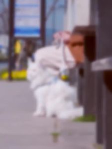 Dây Dắt Thú Cưng Đi Dạo Chống Sặc Tùy Chỉnh Tiện Dụngleash Dây dắt Dễ thương kèm yếm cao cấp，dây dắt + yếm ngực