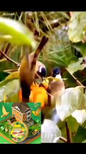 ที่ไล่นก ยาไล่แมวไล่นกได้ง่าย นกได้กลิ่นแล้วบินหนีไป เครื่องไล่แมว ในร่มจี้อโรม่าไล่แมลง ทำจากสารสกัดธรรมชาติ ไม่เป็นอันตราย