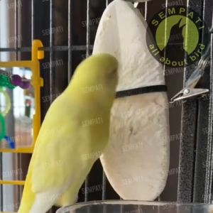 SEMPATI Cuttlefish Bone Tulang Sotong Cangkang Asinan Cumi Super Jumbo Premium Kalsium Iodium Garam Mineral Untuk Burung Kenari Lovebird Parkit Perkutut Paruh Bengkok Dll KORONAMIL1