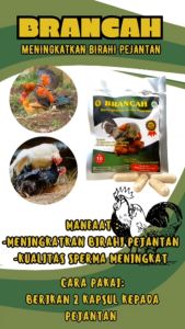 BRANCAH SASET 10 KAPSUL - Jamu ayam meningkatkan birahi pejantan