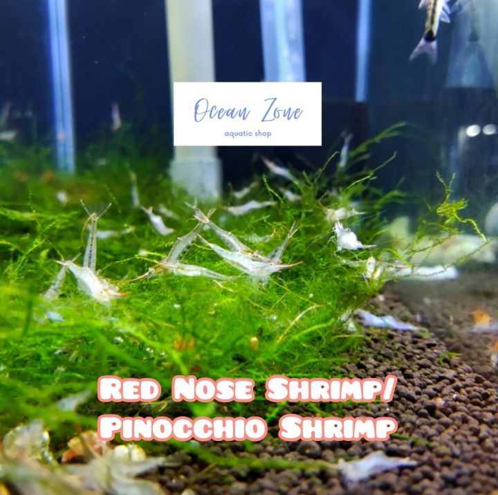 【Ocean Zone】Red Nose Shrimp / Pinocchio Shrimp 3pcs / 5pcs / 10pcs