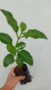 chậu cây cỏ đuôi chuột xanh tươi tốt - Minh Khương