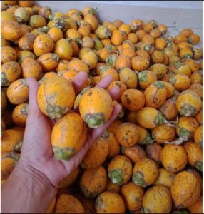 1 kg buah pinang tua segar asli baru di petik MURAH MERIAH