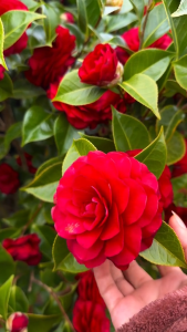 Benih CAMELLIA RED Biji Bunga Kamelia
