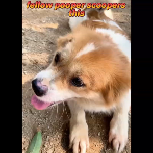 PET VIGOR【One Year Suit】Pet Tick and Flea Spot Treatment for Dog Dewormer for Dogs Fipronil Spot On