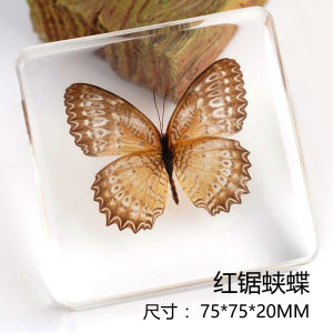 Heated Butterfly Specimen Resin Crafts Childrens Teaching Decorative Ornaments Healing Series Gifts Geometric Shape Fun Play