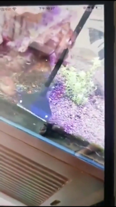 5 In 1 Aquarium Cleaning Tools Multifunctional Aquarium Glass Cleaner Algae Scraper for Glass Aquariums of Various Sizes with Telescopic Handle