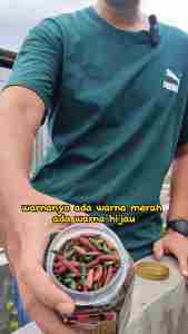 Makanan Pelet Pakan Ikan Koi Maggot BSF Plus Natural IKANESIA