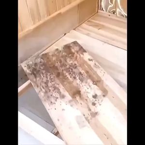 现货- 木材除霉剂衣柜子 防霉喷雾 500ml Mould Remover Spray For Wood